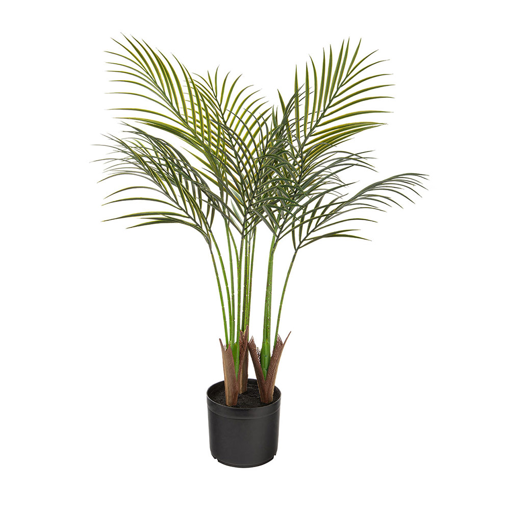 Ficus Removal Pompano Beach Florida 3 Areca-Palm-Ficus-Removal-Hege-Installations-and-Landscaping-Solutions.