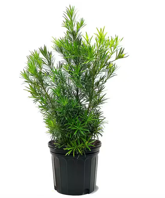 Ficus Removal Pompano Beach Florida 1 Podocarpus Ficus Removal Hege Installations and Landscaping Solutions.png