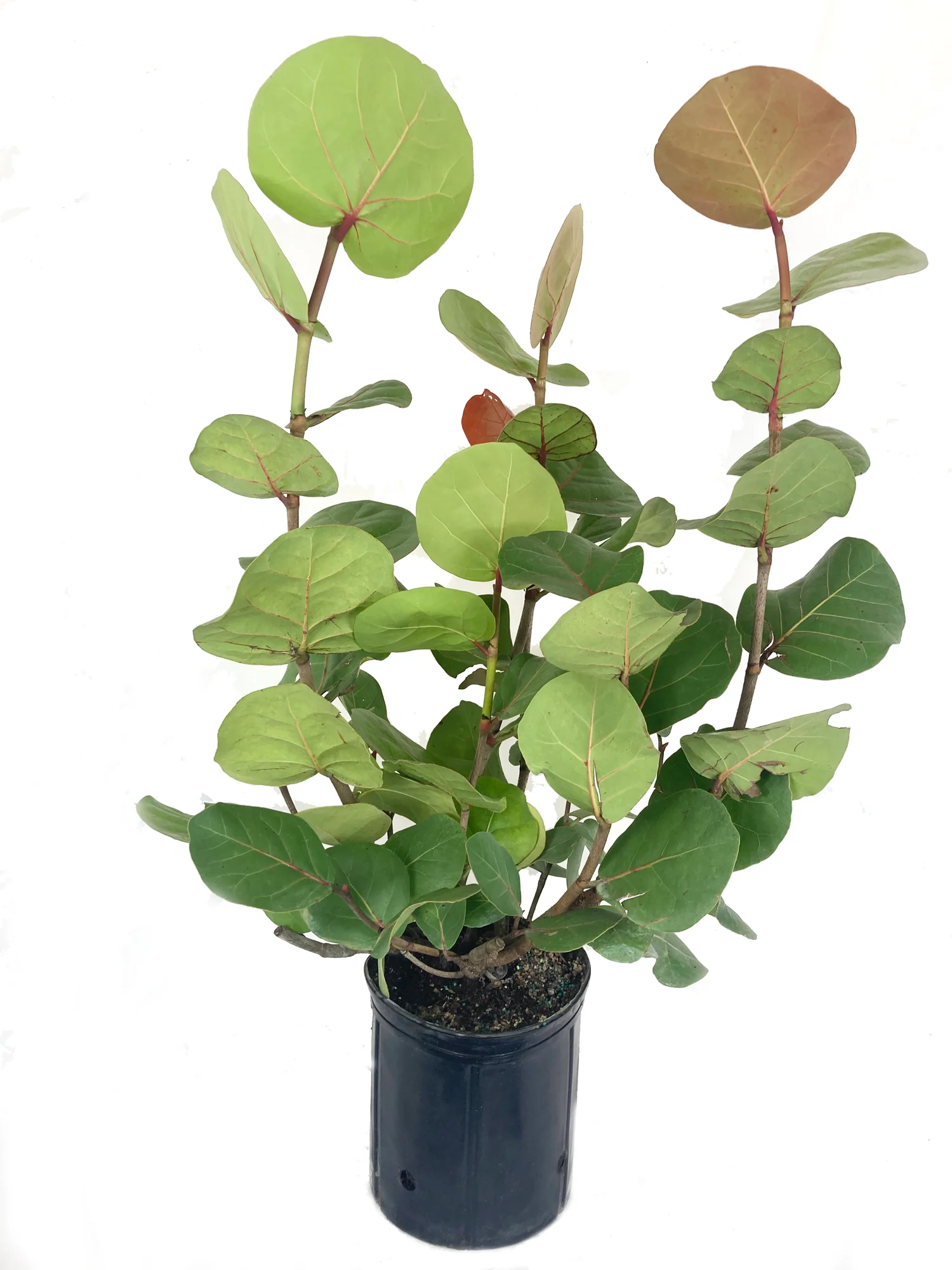Ficus Removal Pompano Beach Florida 2 SeaGrape Ficus Removal Hege Installations and Landscaping Solutions.jpg