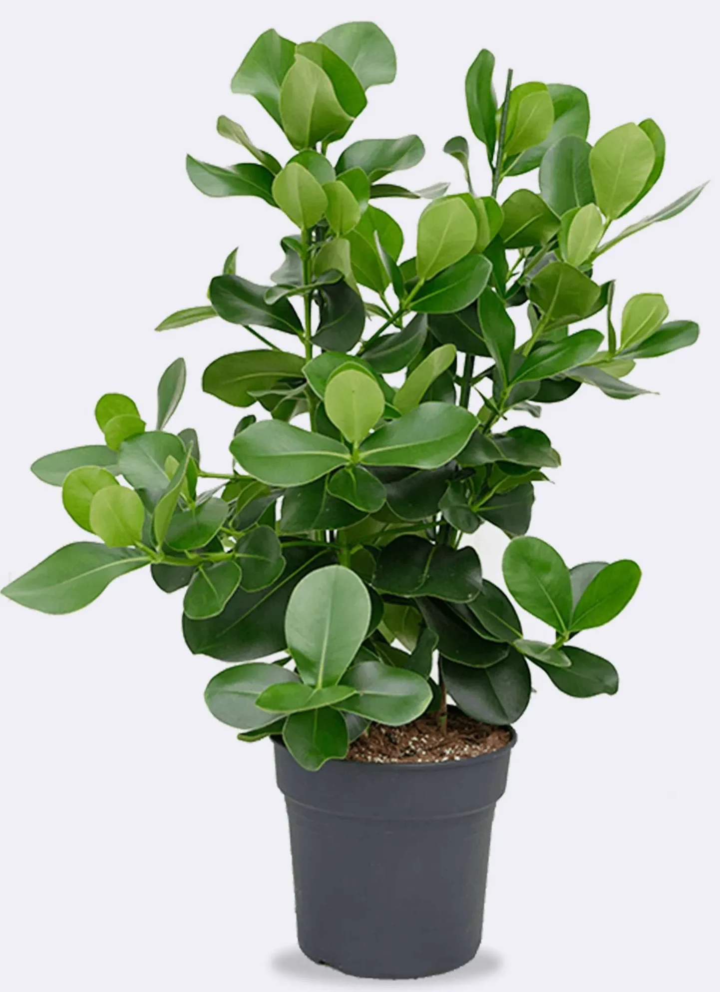 About Us 2 Ficus Removal Hedge Installations Landscaping Solutions Ficus Removal