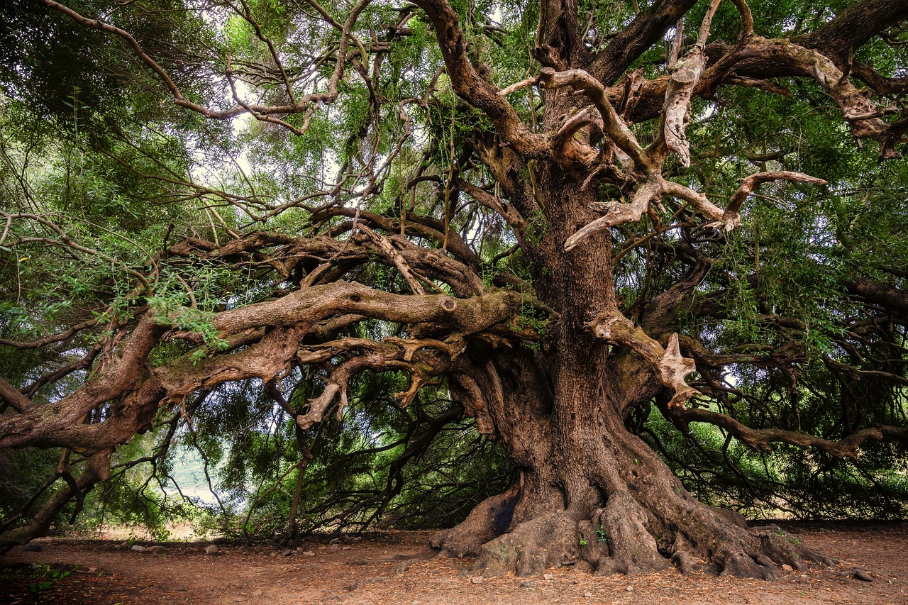 Arborist Reports Coral Gables Florida 10 olive tree, old tree, tree, branches, leaves, trunk, bark, plant, gnarled, landscape, nature, mood, lavizzara, tree, tree, tree, tree, tree