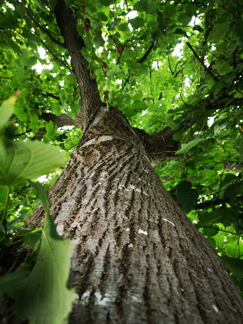 Arborist Reports Coral Gables Florida 6 arborist reports south florida