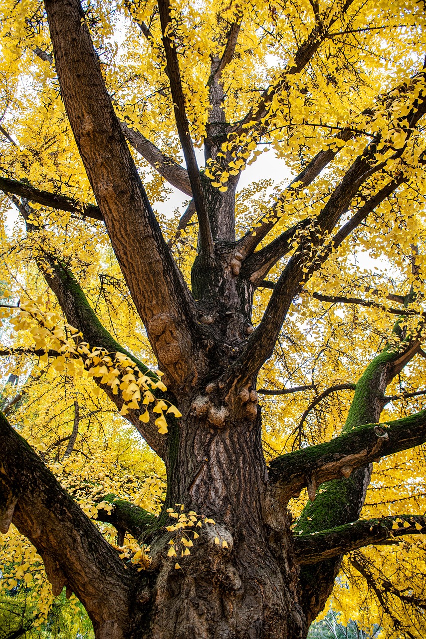 Arborist Reports Coral Gables Florida 5 tree, leaves, park, autumn, falling leaves, trunk, gingko, nature, tree, tree, tree, tree, tree, autumn, autumn, autumn, falling leaves, trunk, trunk, gingko, nature, nature, nature