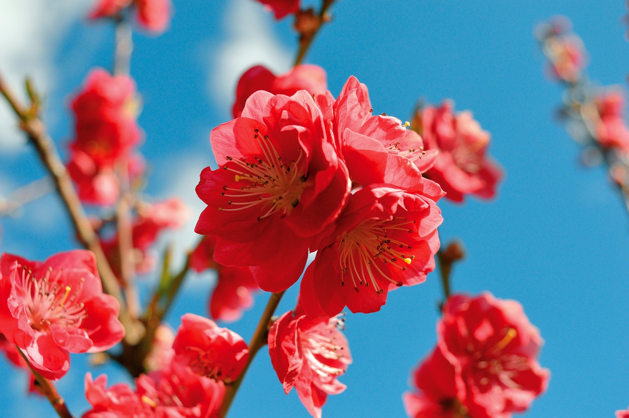 Arborist Reports Coral Gables Florida 9 flower, peach blossom, petals, branch, tree, nature, beautiful flowers, blossom, bloom, peach tree, flora, spring bloom, garden, fruit tree, spring, blue sky, bloom, flower wallpaper, flower background, spring awakening