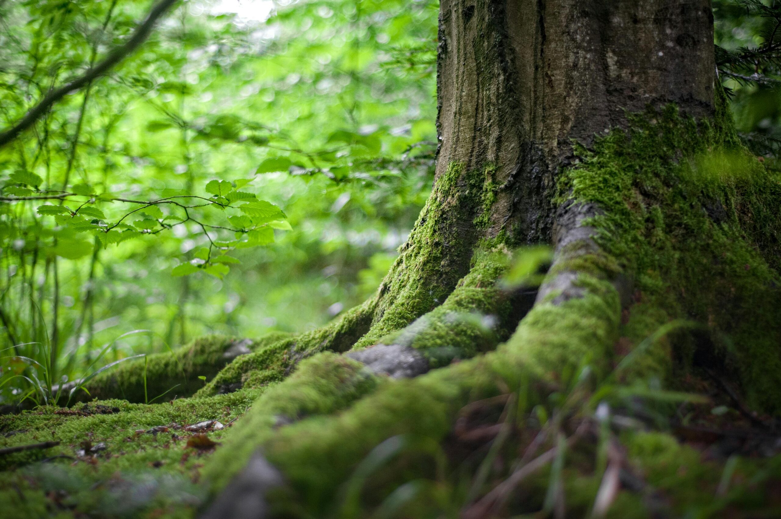 Arborist Reports Coral Gables Florida 4 Close-up of a moss-covered tree trunk in a vibrant green forest, showcasing natural beauty.
