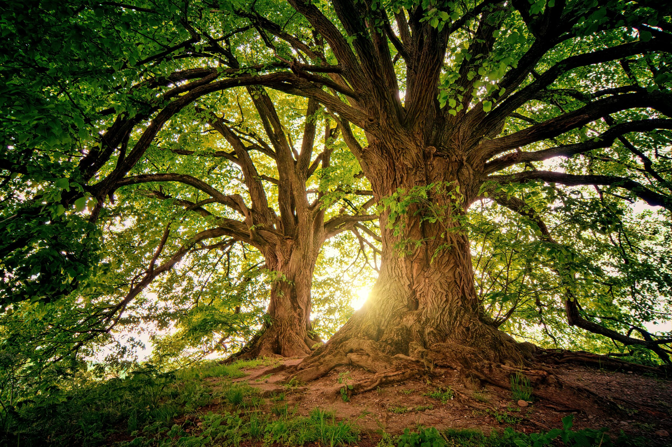 Arborist Reports Coral Gables Florida 3 Arborist Reports on site inspection