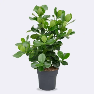 Ficus Removal Hedge Installations Landscaping Solutions Ficus Removal Ficus Removal Hedge Installations Landscaping Solutions Ficus Removal